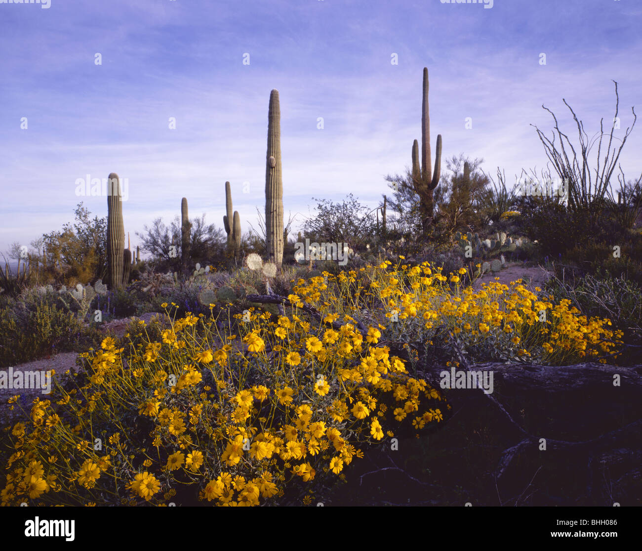 ARIZONA Brittlebush in bloom among the ocotillo and saguaro cacti on