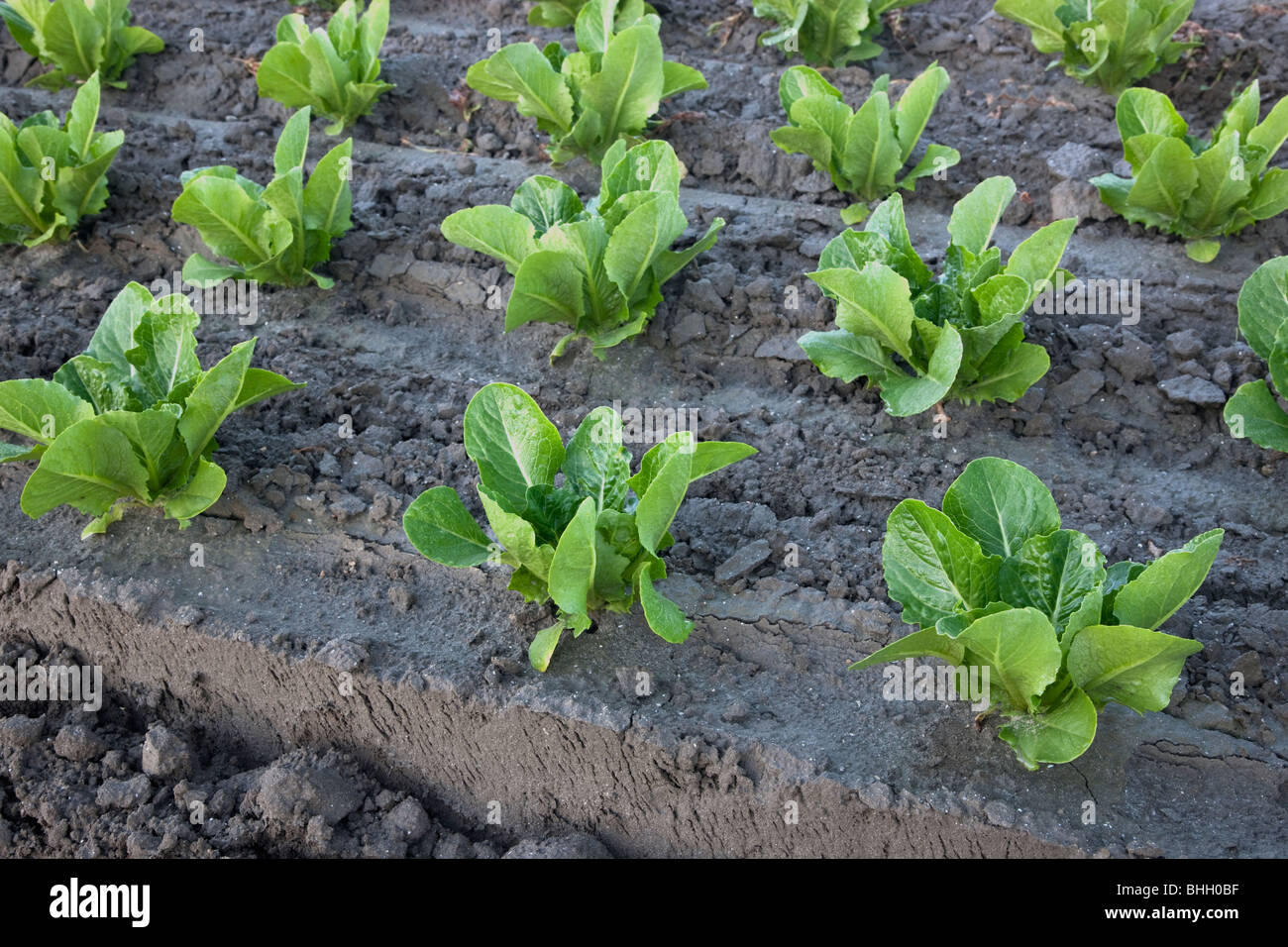 Lettuce 'Romaine', young plants growing. Stock Photo