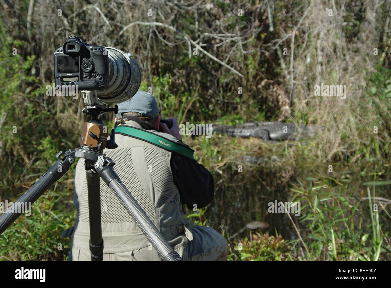 Nature photographer, taking pictures of an alligator in Everglades National Park; Canon Mark camera with long lens on a tripod is in foreground. Stock Photo