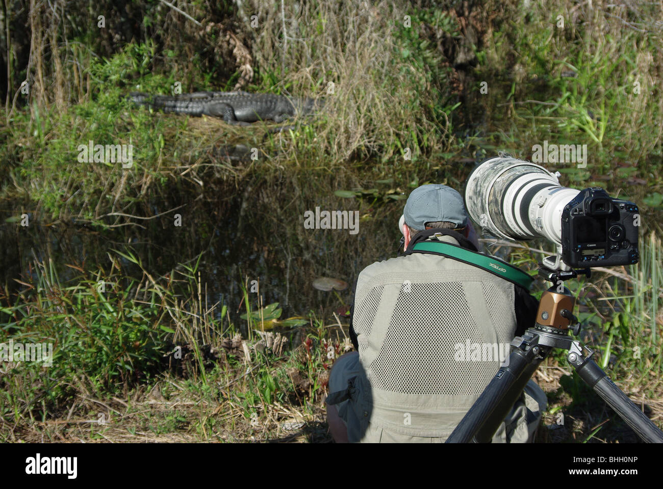 Nature photographer, taking pictures of an alligator in Everglades National Park; Canon Mark camera with long lens on a tripod is in foreground. Stock Photo