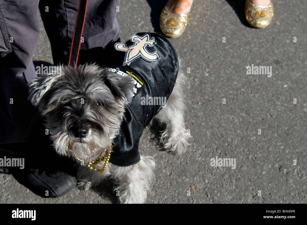Dog in Saints costume in New Orleans, Louisiana, Saints Super Bowl XLIV Weekend Stock Photo