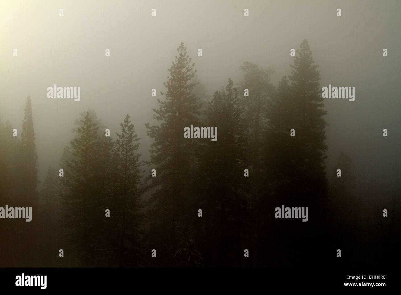fog in the pine forest Stock Photo - Alamy