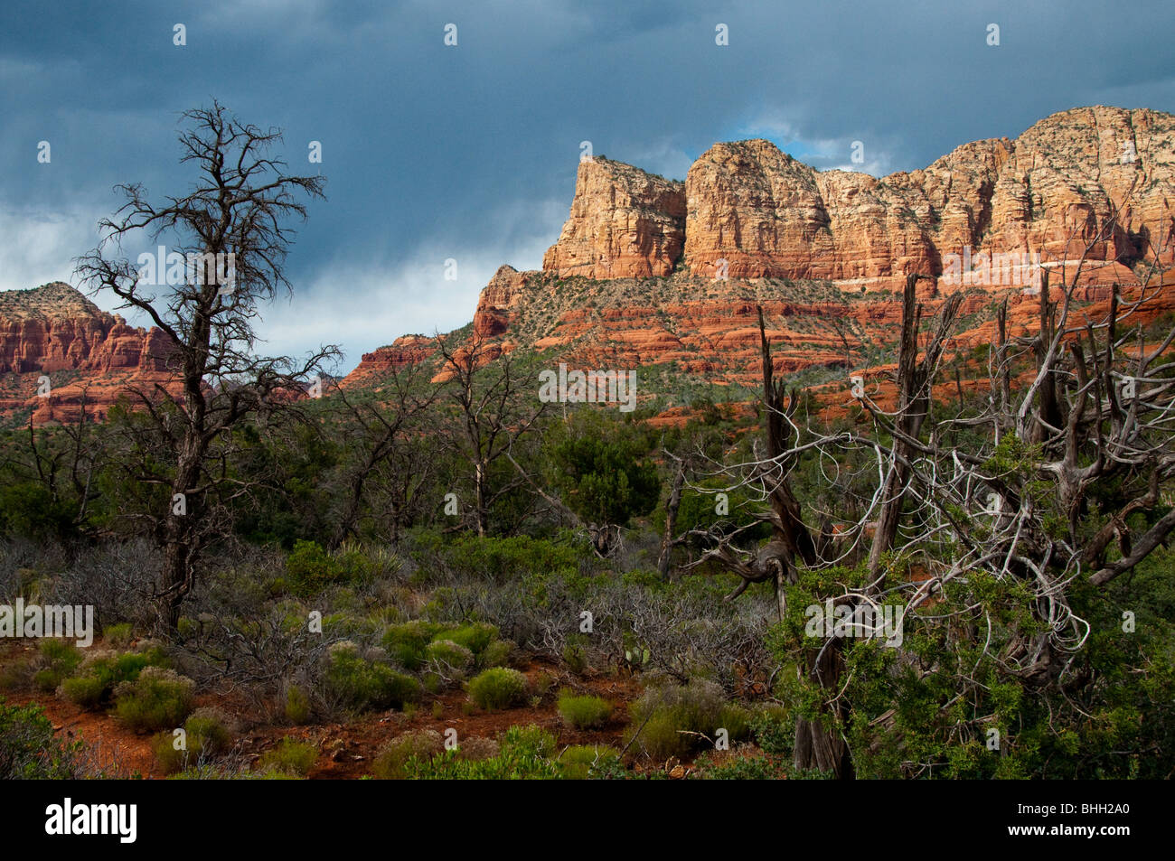 Red rock mountains of Sedona, Arizona with storm clouds overhead and desert plants and dead trees in foreground Stock Photo
