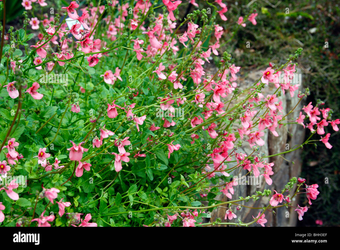 Diascia cordata syn Diascia barberae 'Fisher's Flora' AGM Stock Photo