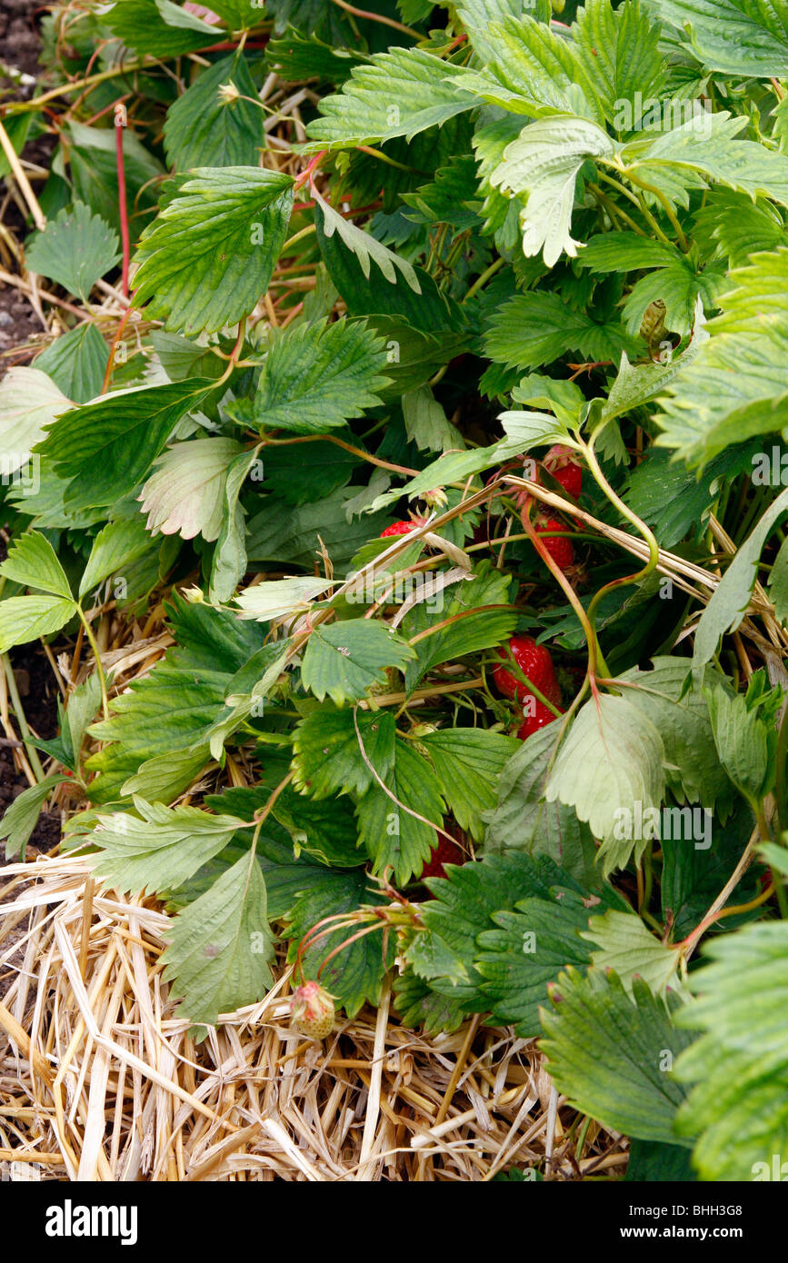 Strawberry - Fragaria 'Gariguette' grown with a straw mulch Stock Photo