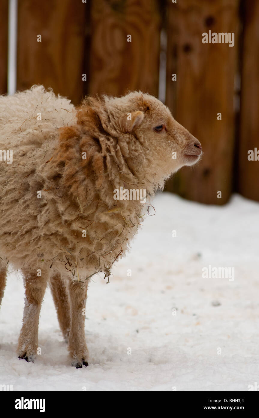 A cute little lamb Stock Photo