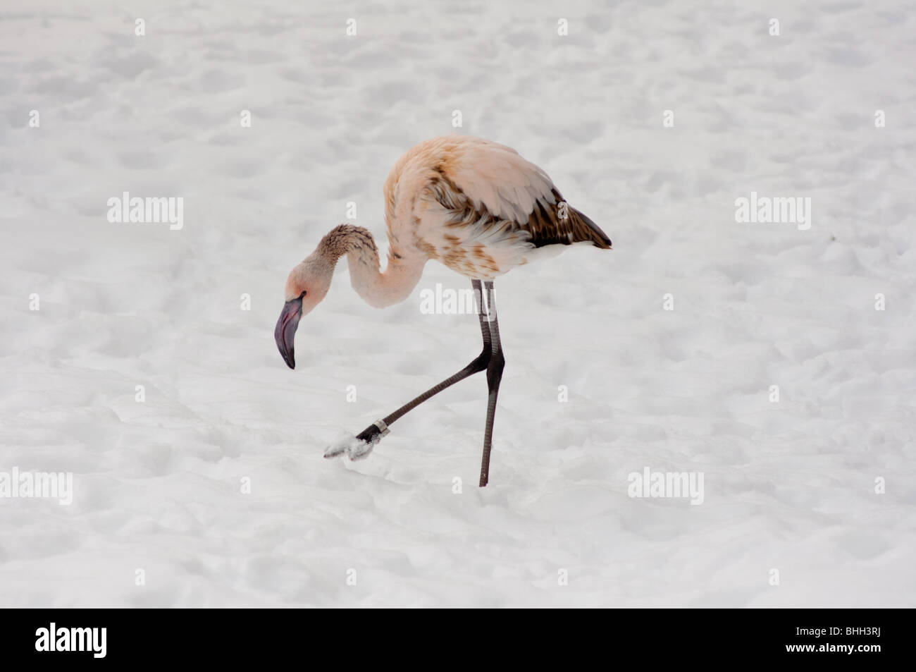 Juvenile Flamingo in the snow Stock Photo