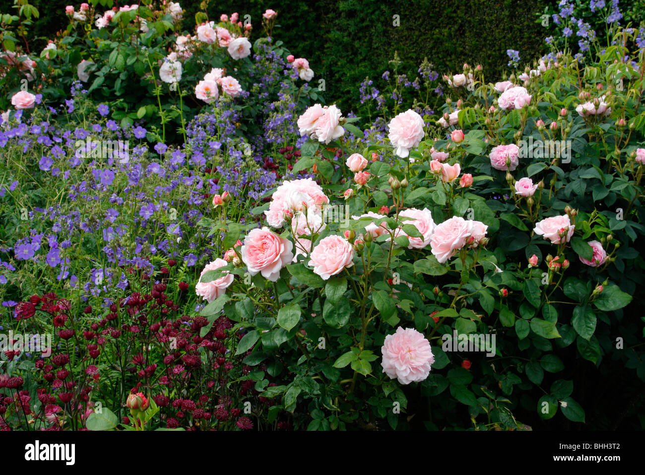 Rosa 'Eglantyne' AGM David Austin New English Rose with Geranium 'Brookside' AGM Stock Photo