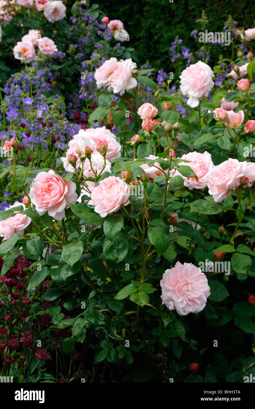 Rosa 'Eglantyne' AGM David Austin New English Rose with Geranium 'Brookside' AGM Stock Photo