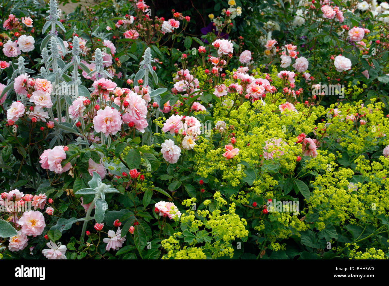 Rosa 'Cornelia' AGM Hybrid Musk Rose with Alchemilla mollis AGM and Stachys byzantina Stock Photo