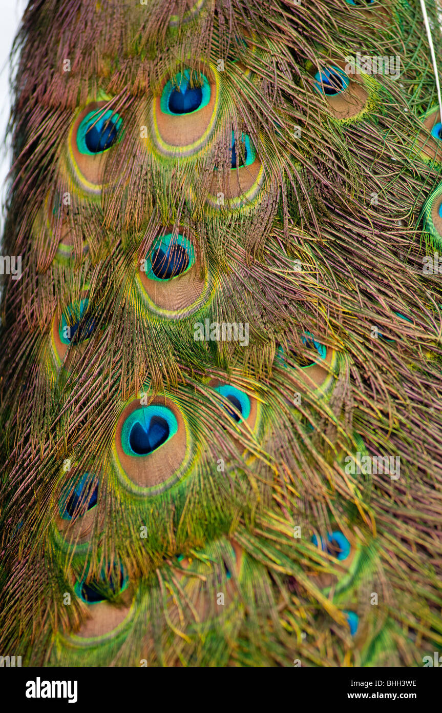 Indian Peacock tail close up. Stock Photo