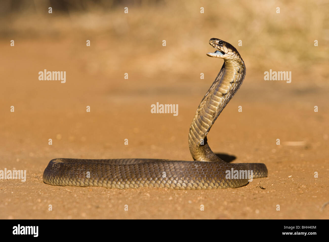 A snouted cobra (Naja annulifera) standing with hood up in a warning posture Stock Photo