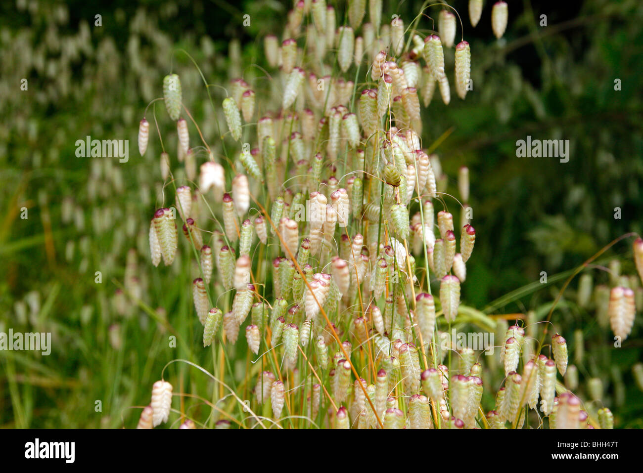 Briza maxima - Large Quaking Grass Stock Photo