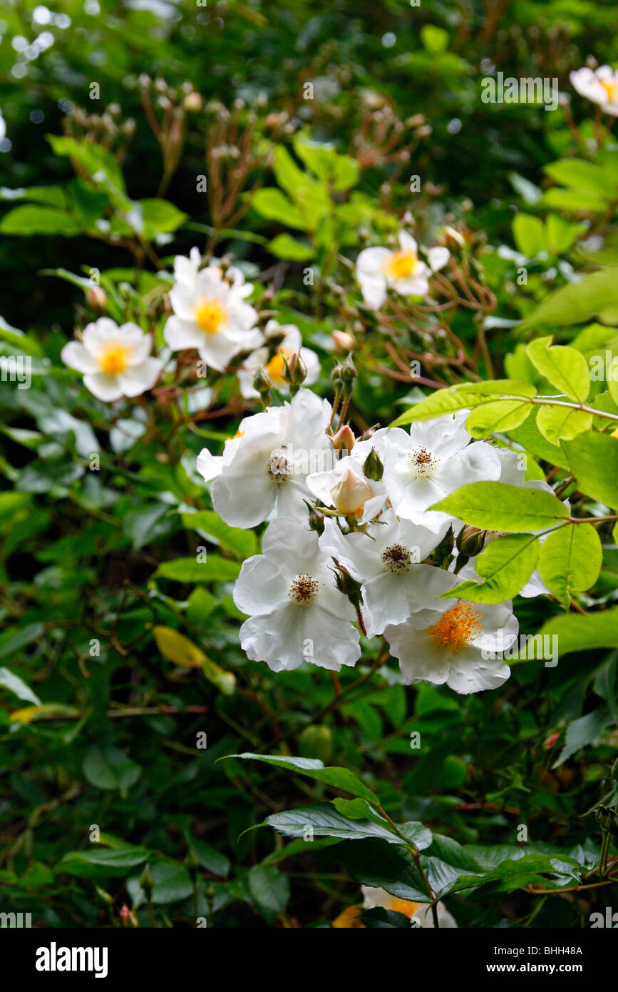 Rosa 'Polyantha Grandiflora' Rambler Rose Stock Photo