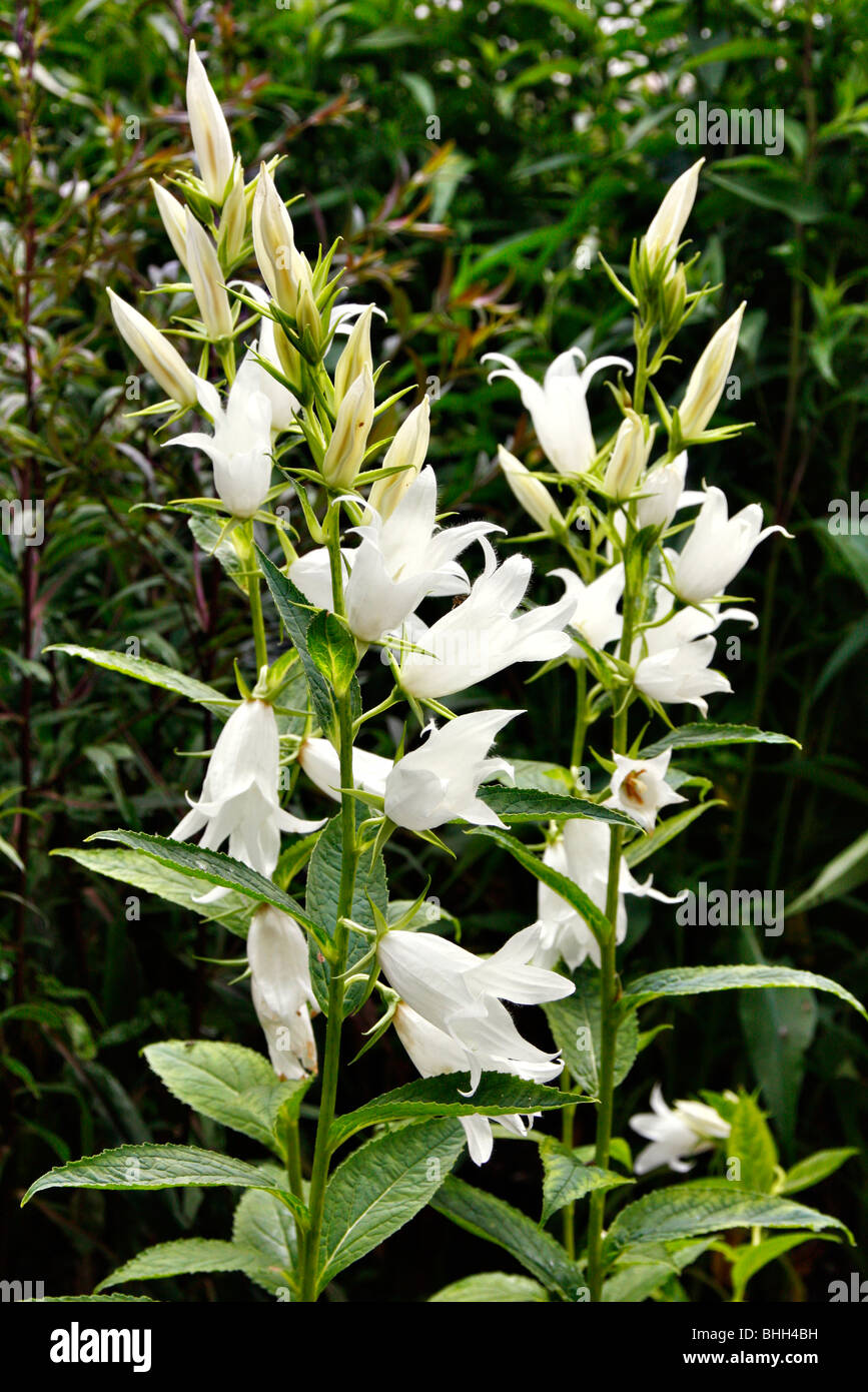 Campanula latifolia var. macrantha 'Alba' Stock Photo