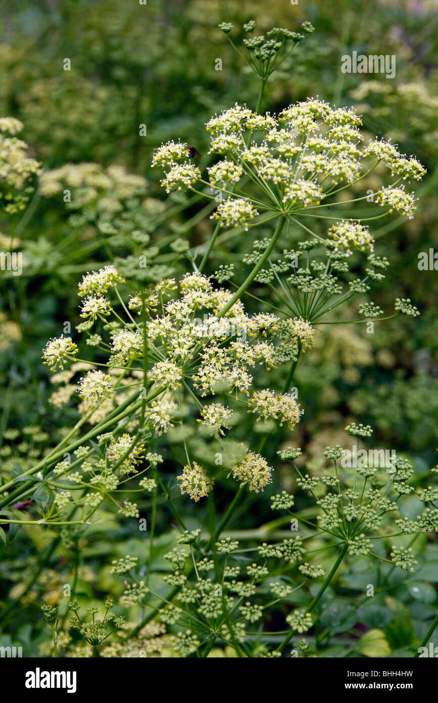 Petroselinum hortense filicinum - French flat leaved parsley being grown to home save seed for subsequent crops Stock Photo