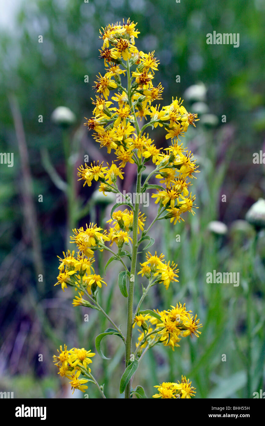 Solidago virgaurea - European Golden Rod Stock Photo