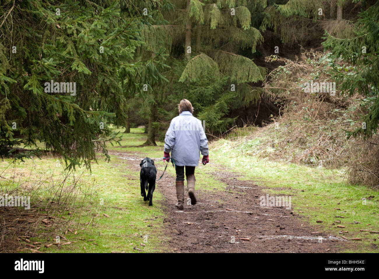 A woman walking her dog, Thetford Forest, Norfolk, UK Stock Photo