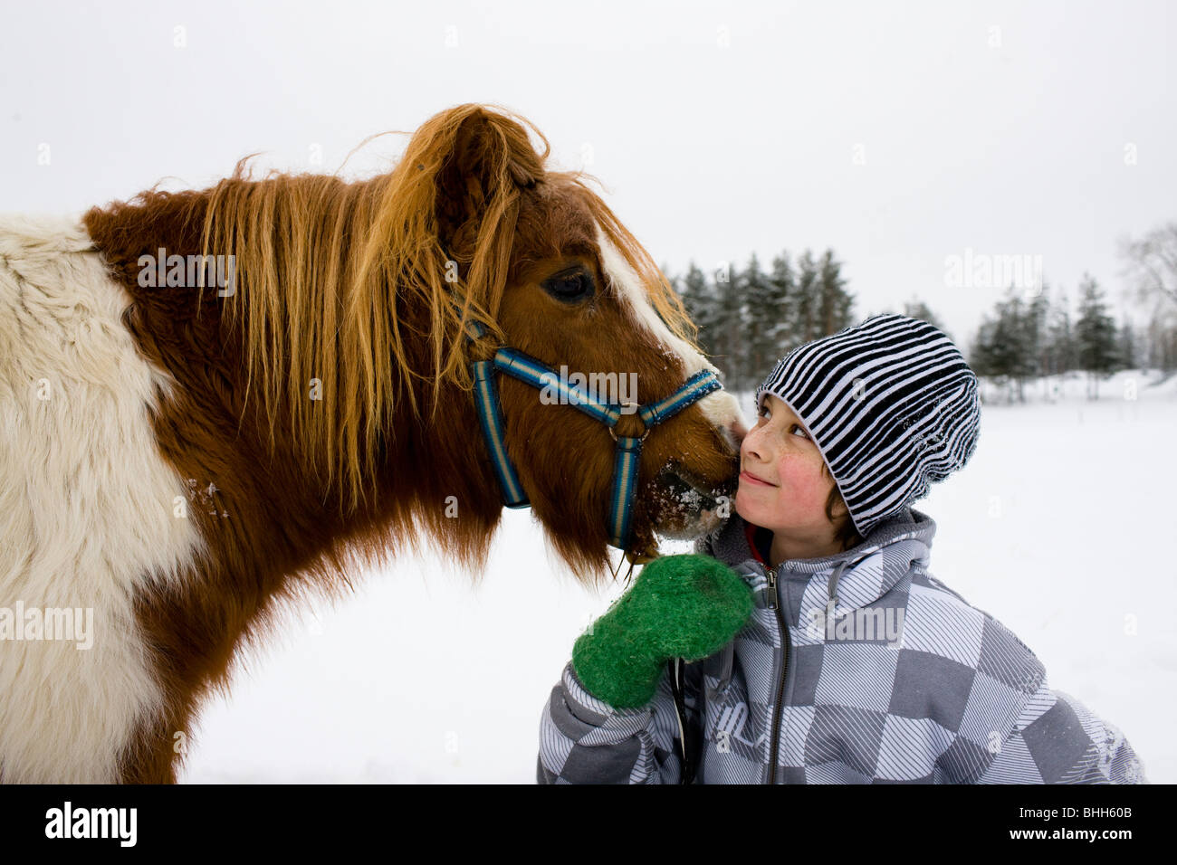 Boy with a horse, Sweden. Stock Photo