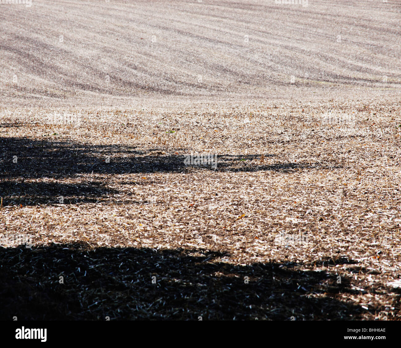 a field after harvesting Stock Photo - Alamy