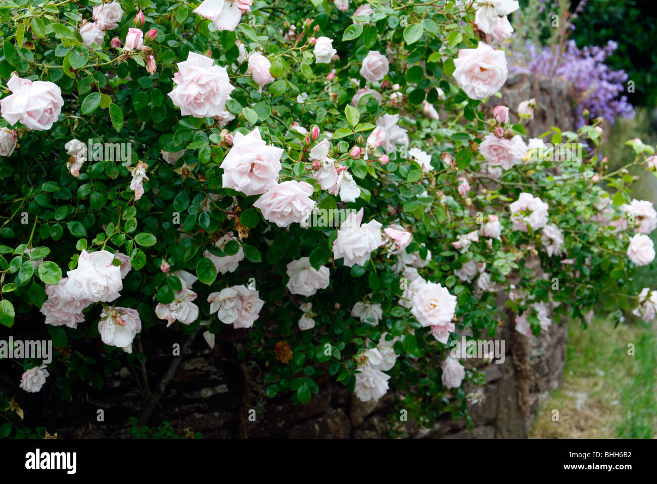 Rosa 'New Dawn' AGM Stock Photo