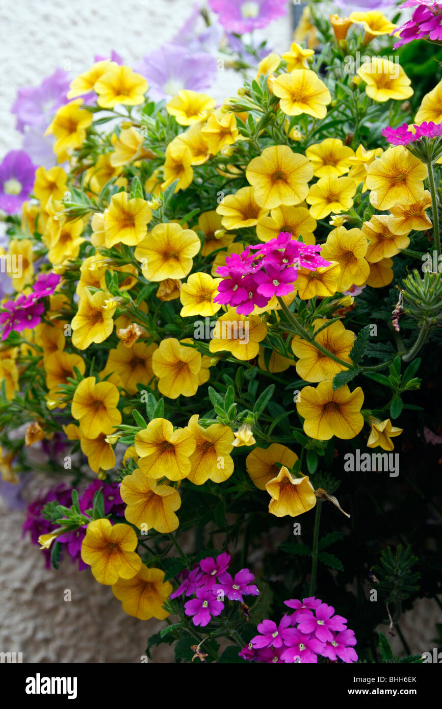 Combinations of flowers in hanging baskets: Calibrachoa 'Superbells Yellow', Petunia - Lilac and Verbena Stock Photo