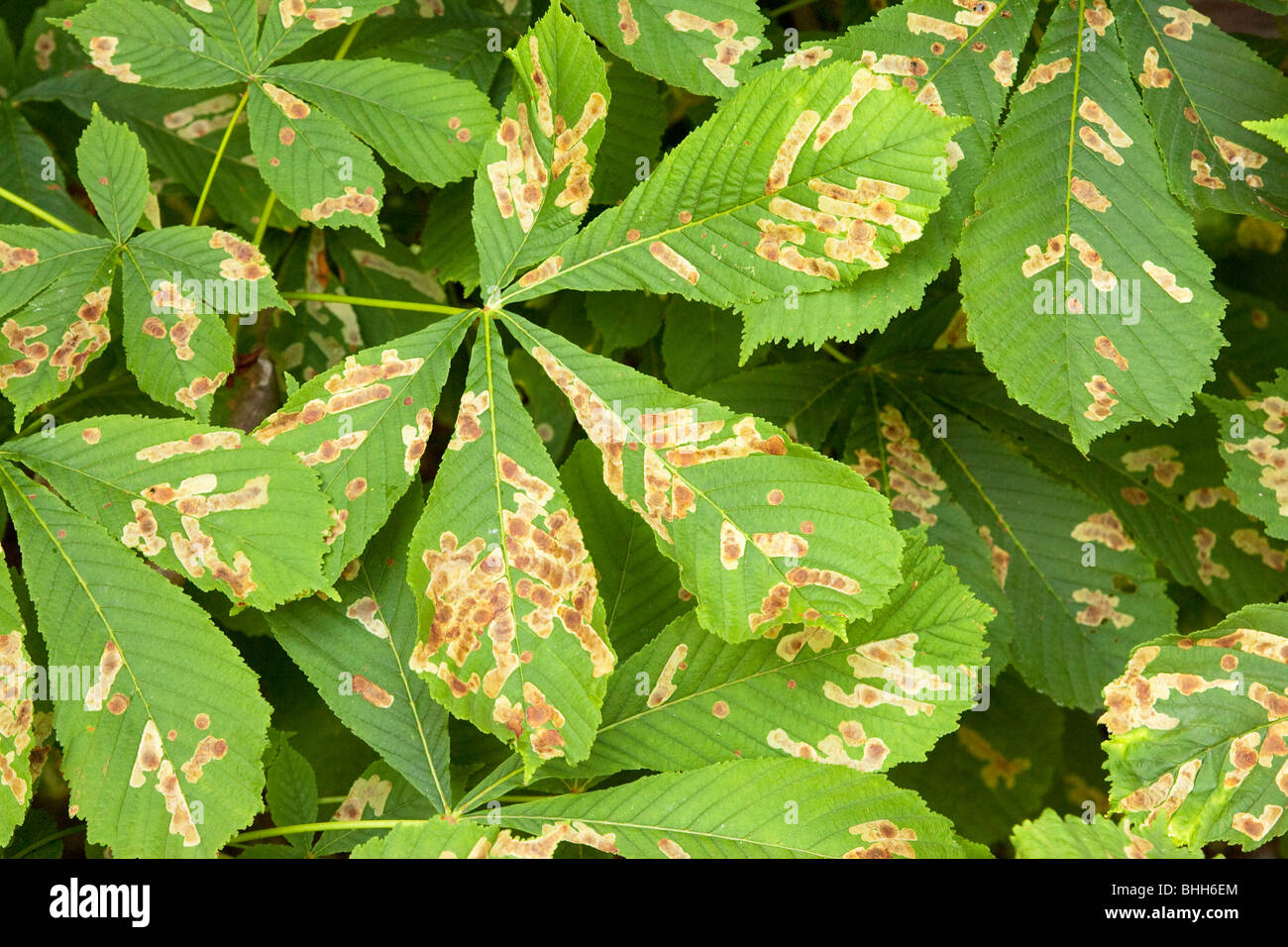 Horse Chestnut Leaf Miner infection of leaves in the UK in 2009 Stock Photo