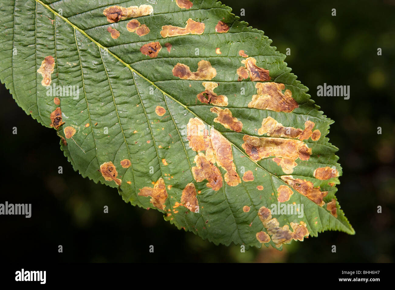 Horse Chestnut Leaf Miner infection of leaves in the UK in 2009 Stock Photo