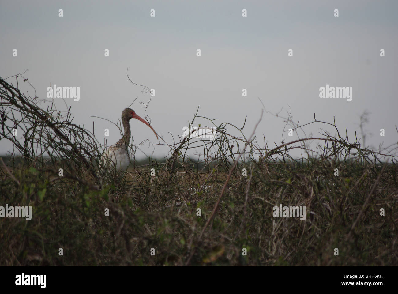 Bird (young White Ibis) in Everglades National Park; Florida, USA Stock Photo