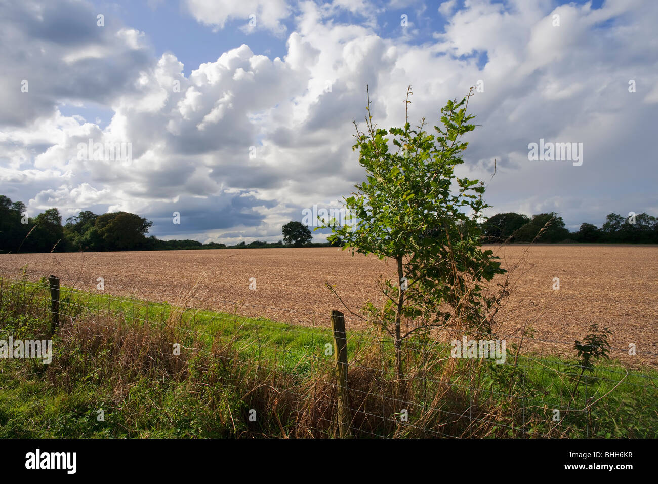 a field after harvesting Stock Photo - Alamy