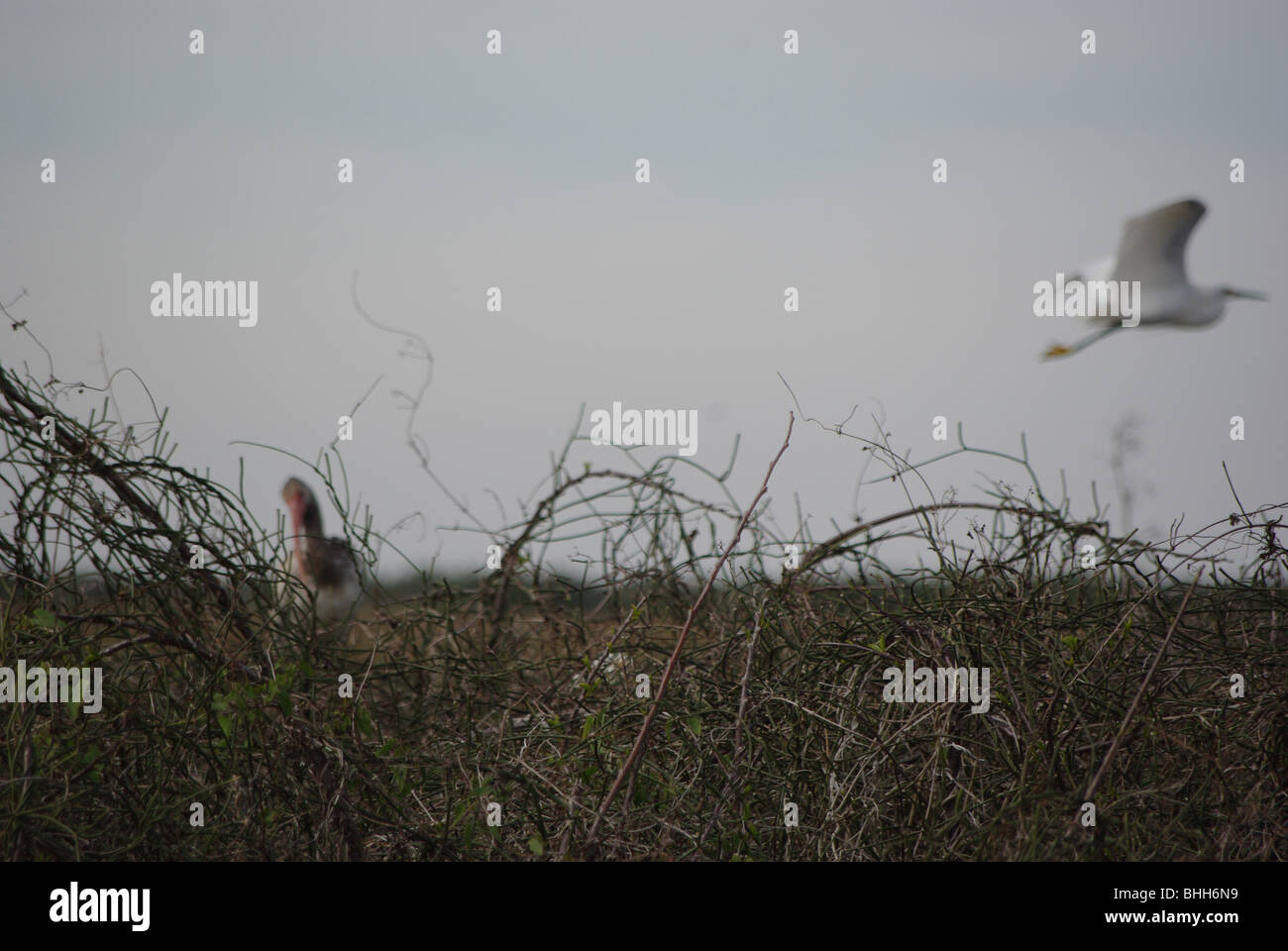 Birds in Everglades National Park; Florida, USA Stock Photo