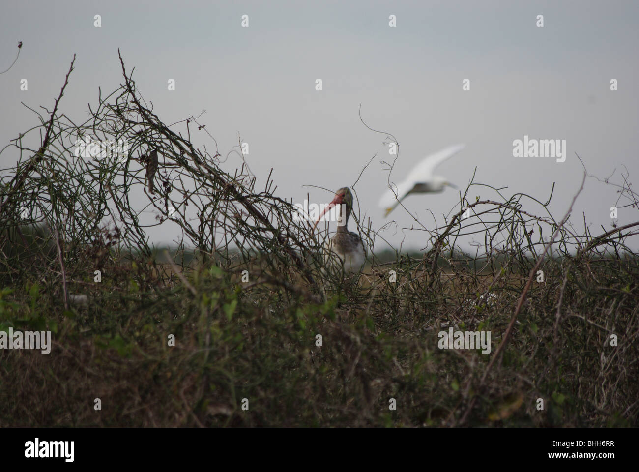 Birds in Everglades National Park; Florida, USA Stock Photo