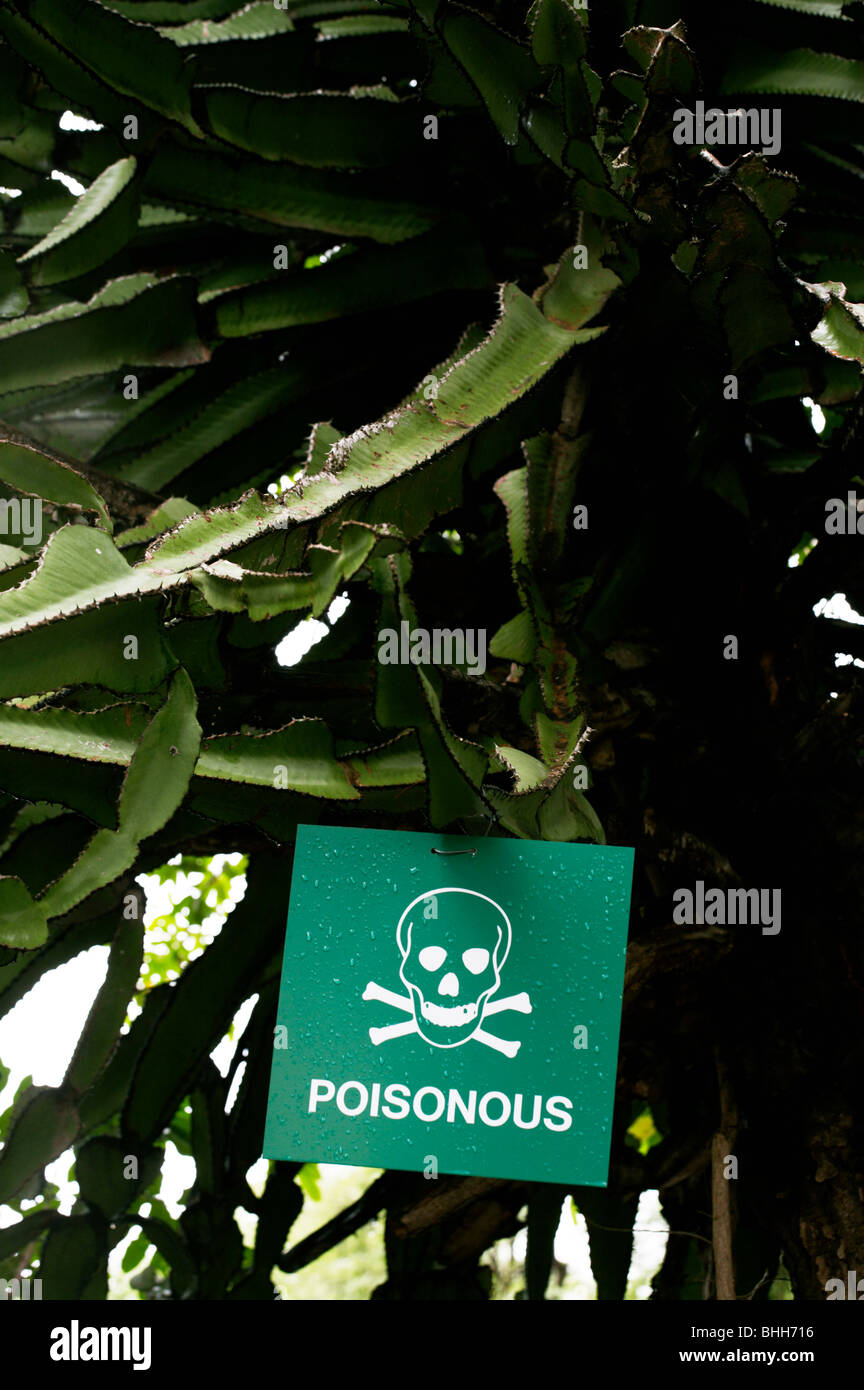 Poisonous cactus, South Africa. Stock Photo