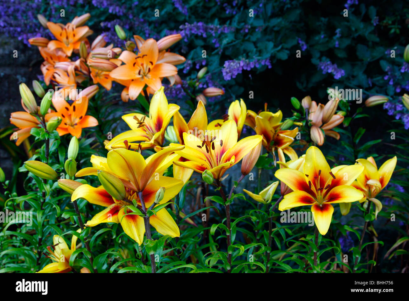 Lilium 'Grand Cru' AGM with Lilium 'Sun Ray' behind Stock Photo