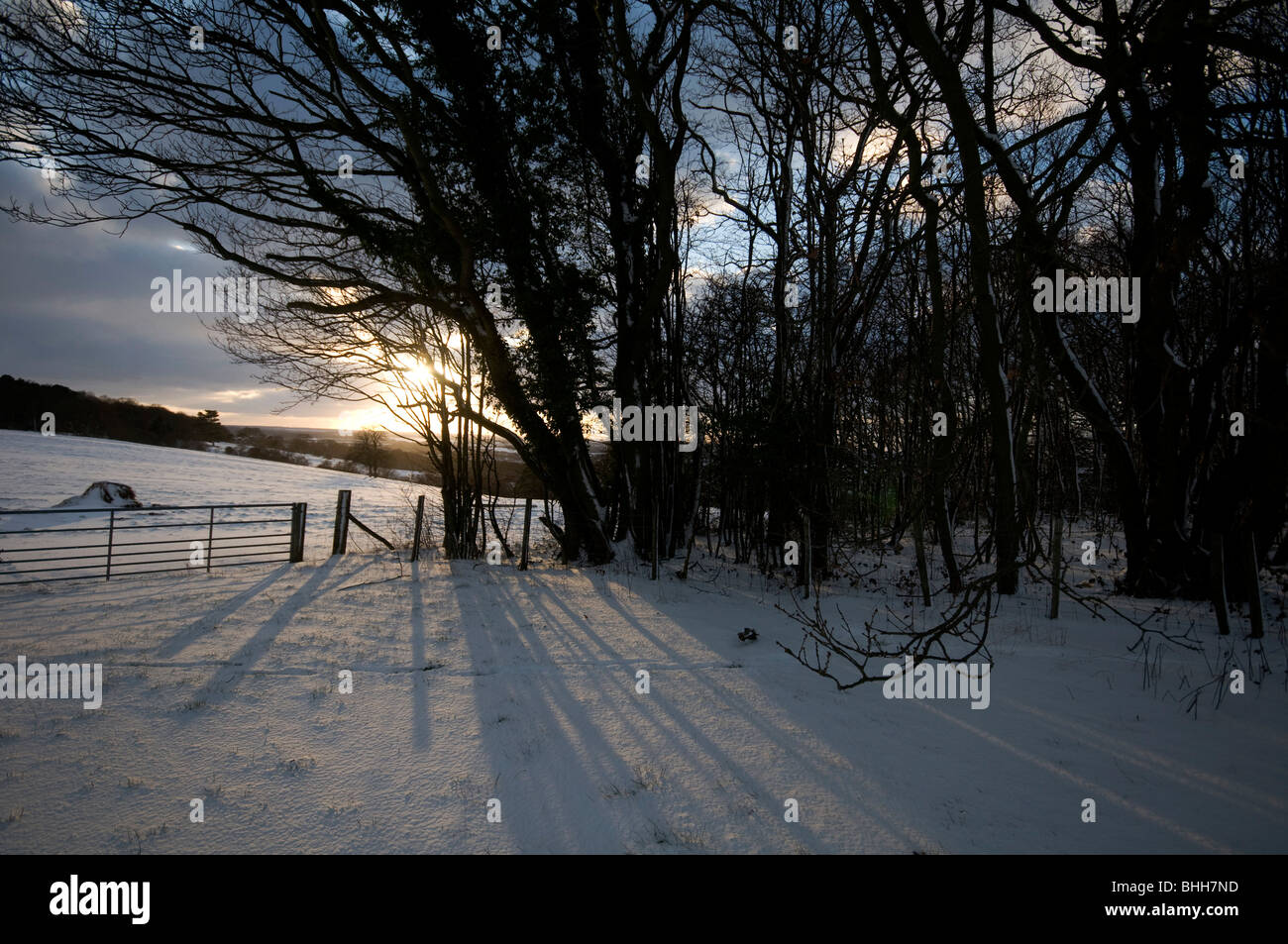 Setting sun light through trees hi-res stock photography and images - Alamy