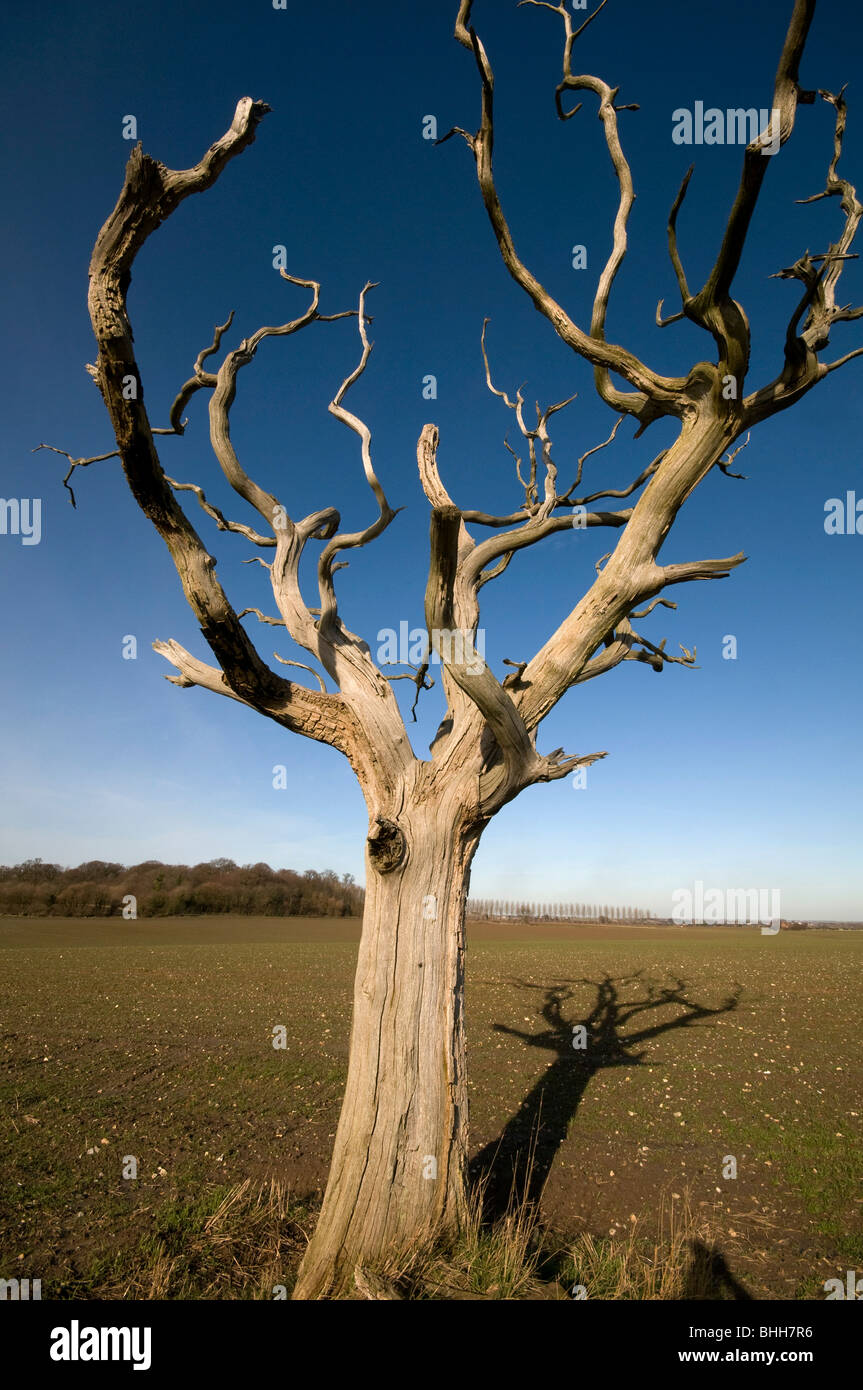Dead tree in field hi-res stock photography and images - Alamy