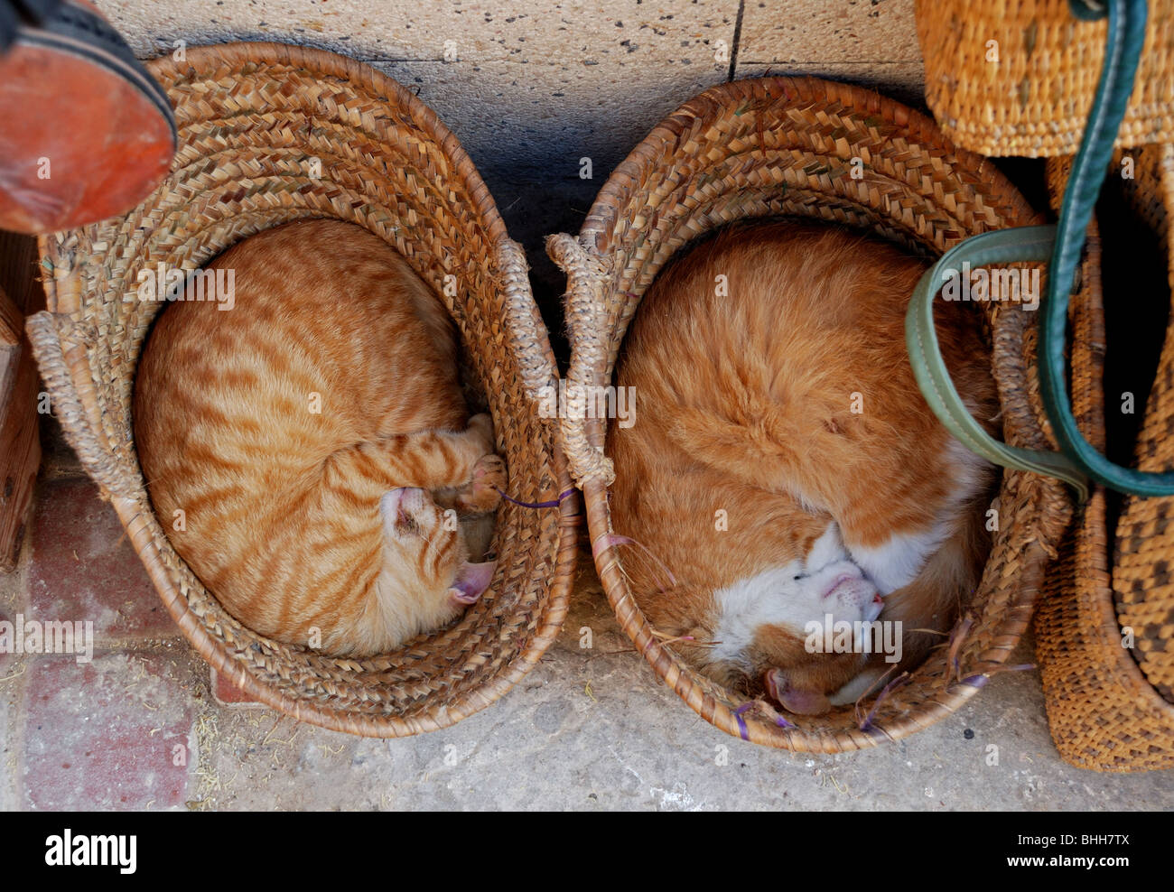 Two cats sleeping in side wicker baskets in Essaouira, Morocco Stock Photo Alamy