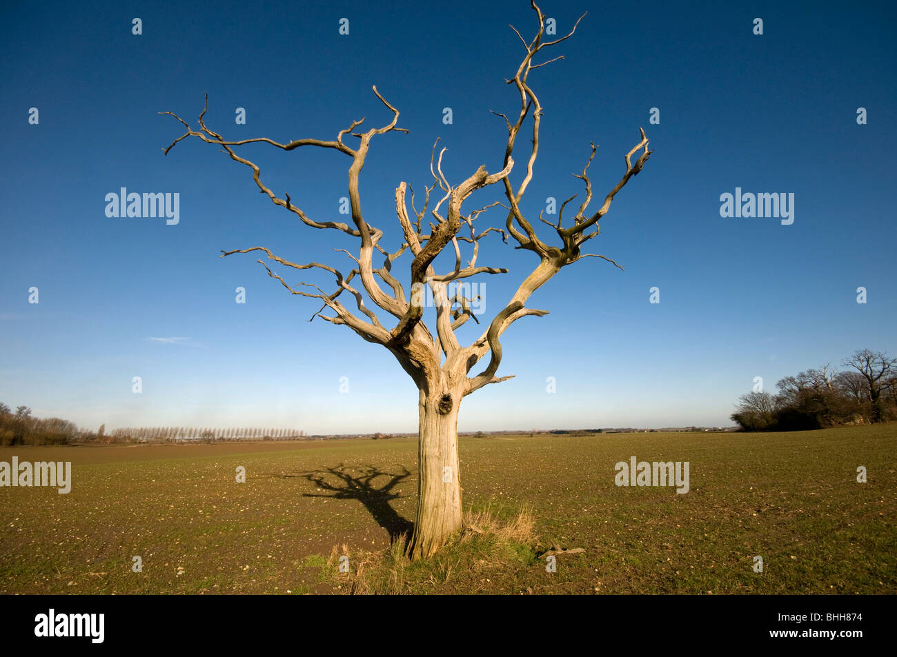 Dead tree in field hi-res stock photography and images - Alamy