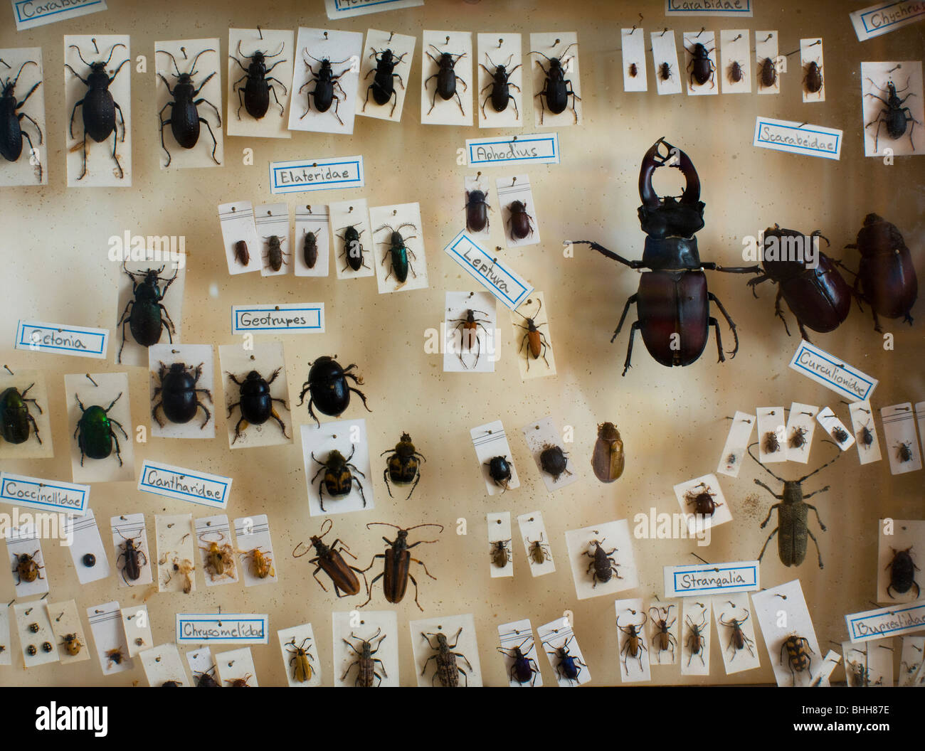 Collection of beetles, Sweden. Stock Photo