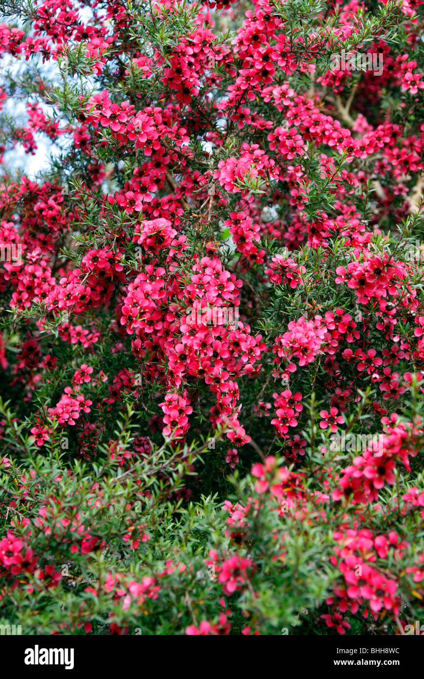 Leptospermum scorparium 'Red Damask' AGM Stock Photo