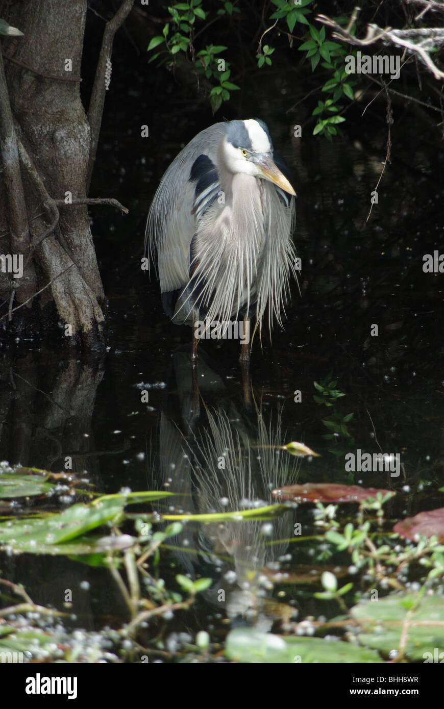Standing knee deep hi-res stock photography and images - Alamy