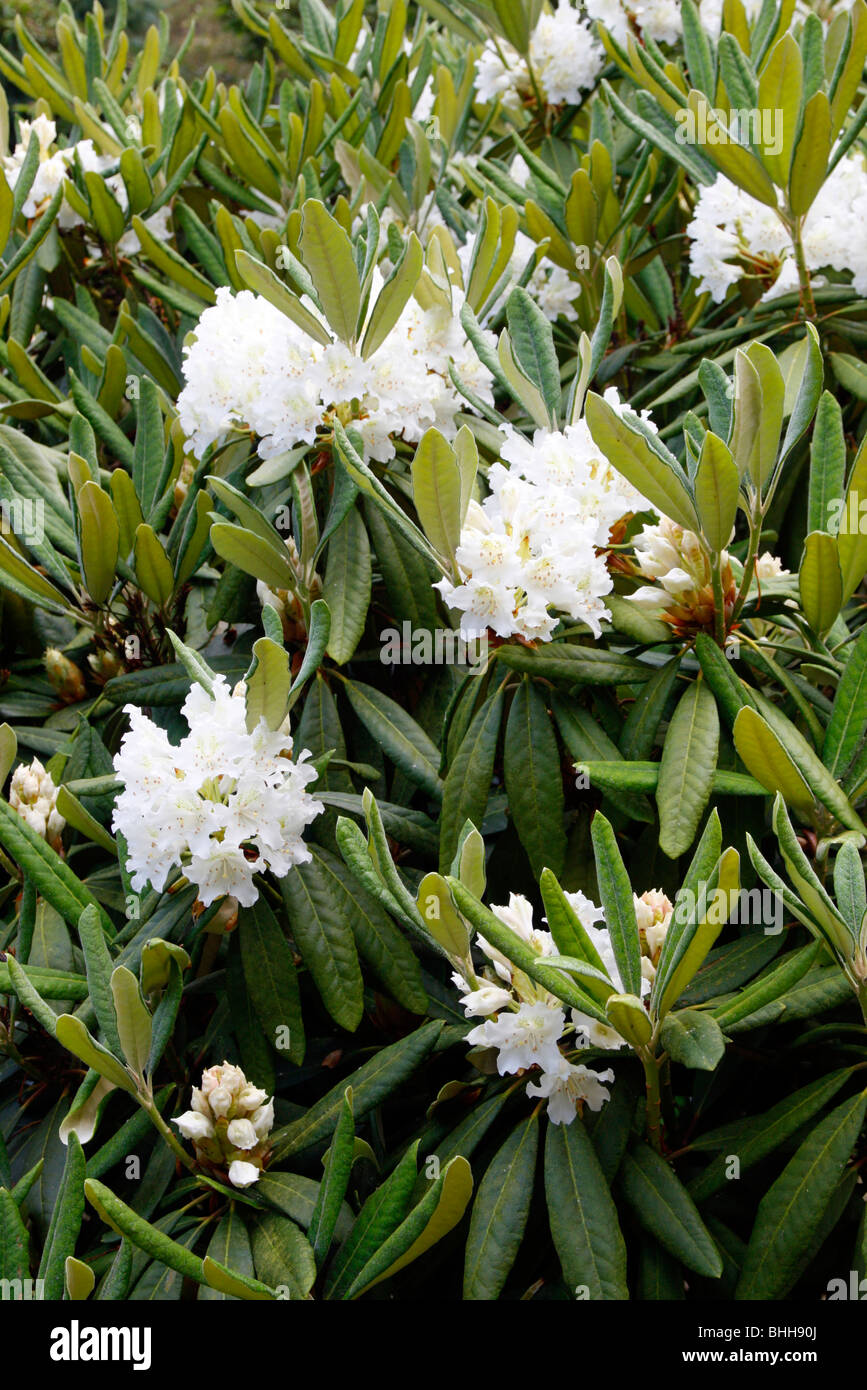 Rhododendron smirnowii Stock Photo