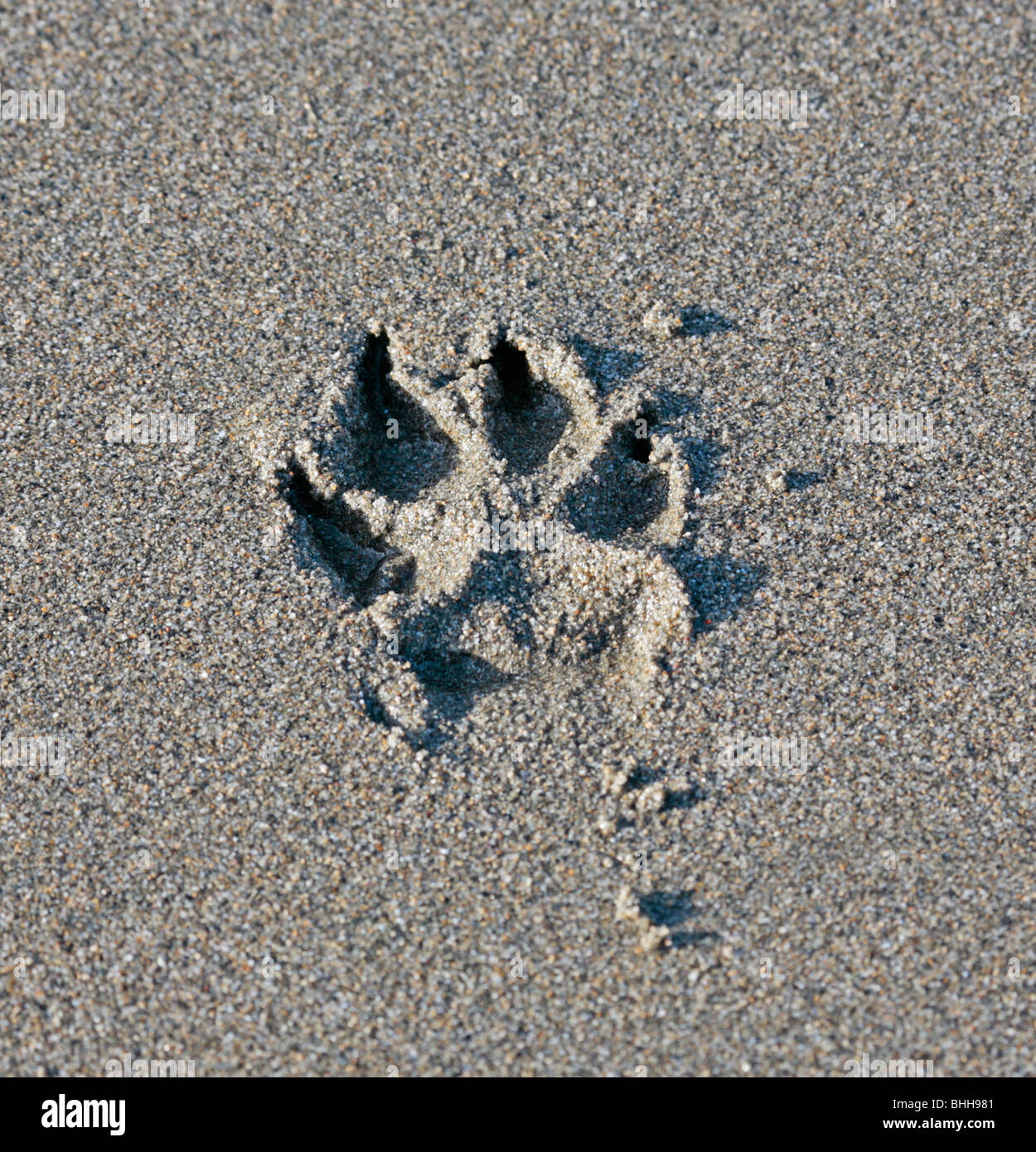 Dog Paw Print in Sand Stock Photo Alamy