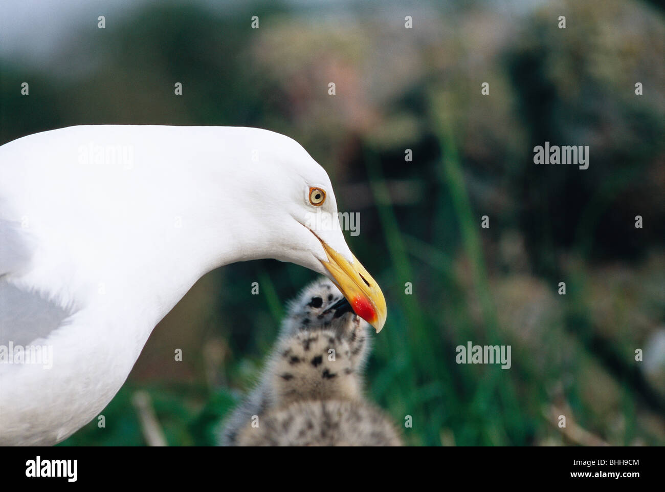A herring gull feeding its young birds, Sweden Stock Photo Alamy
