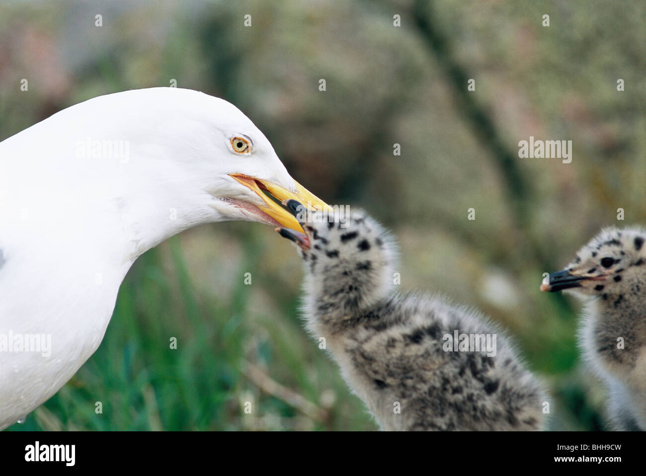 Young Herring Gulls Stock Photos & Young Herring Gulls Stock Images Alamy
