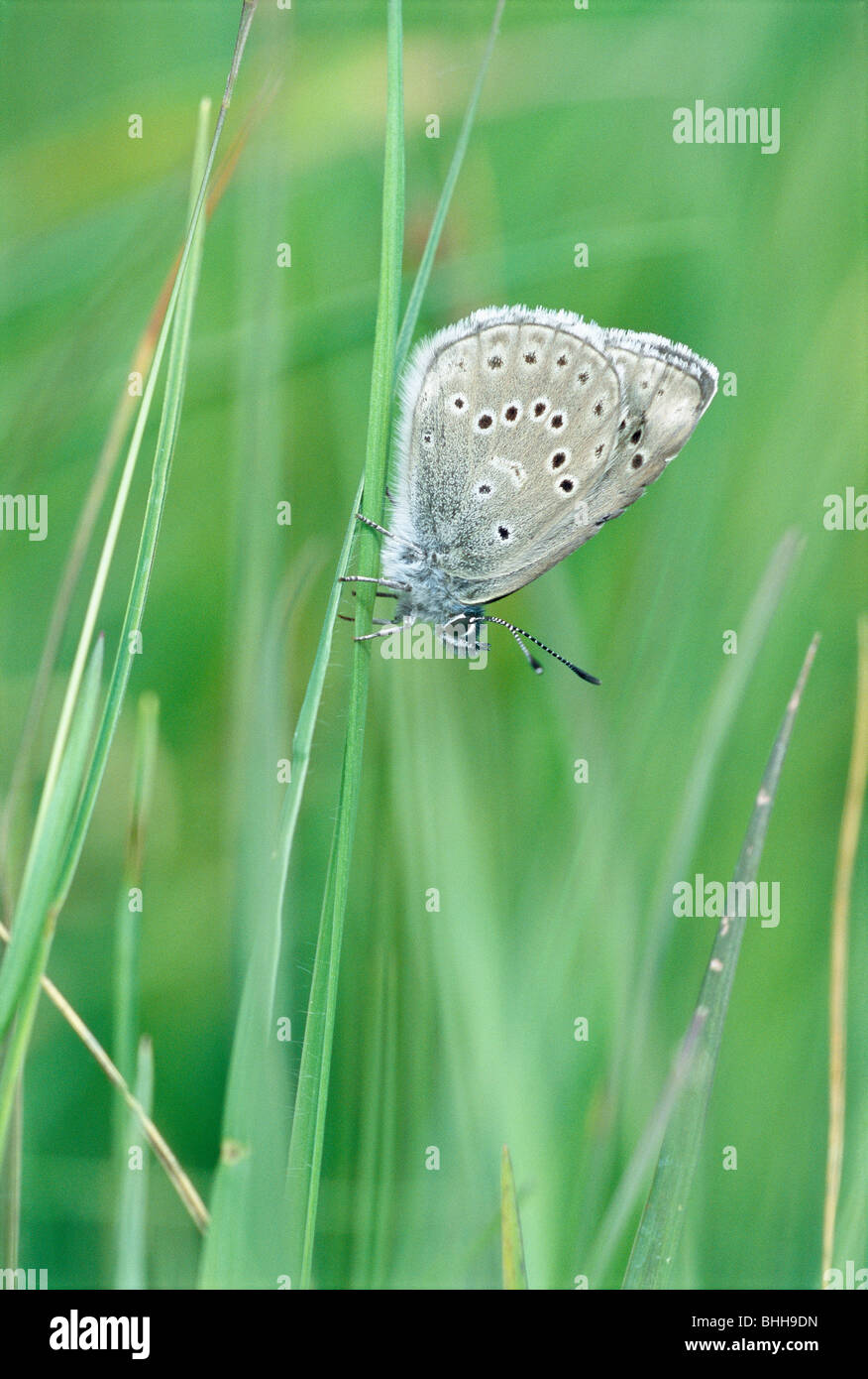 Alcon blue on a blade of grass, Sweden. Stock Photo
