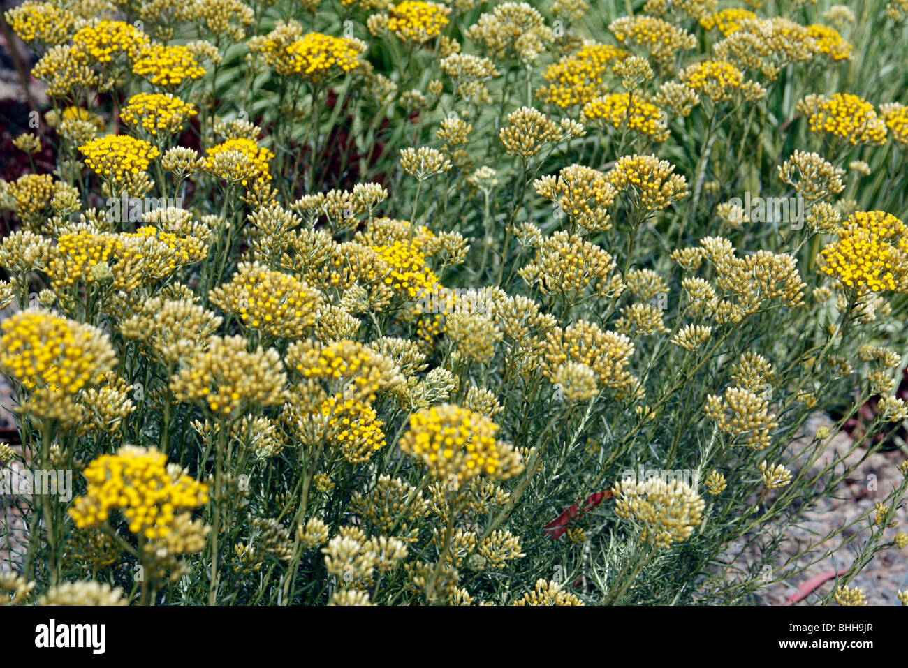 Helichrysum italicum subsp. serotinum - Curry Plant Stock Photo