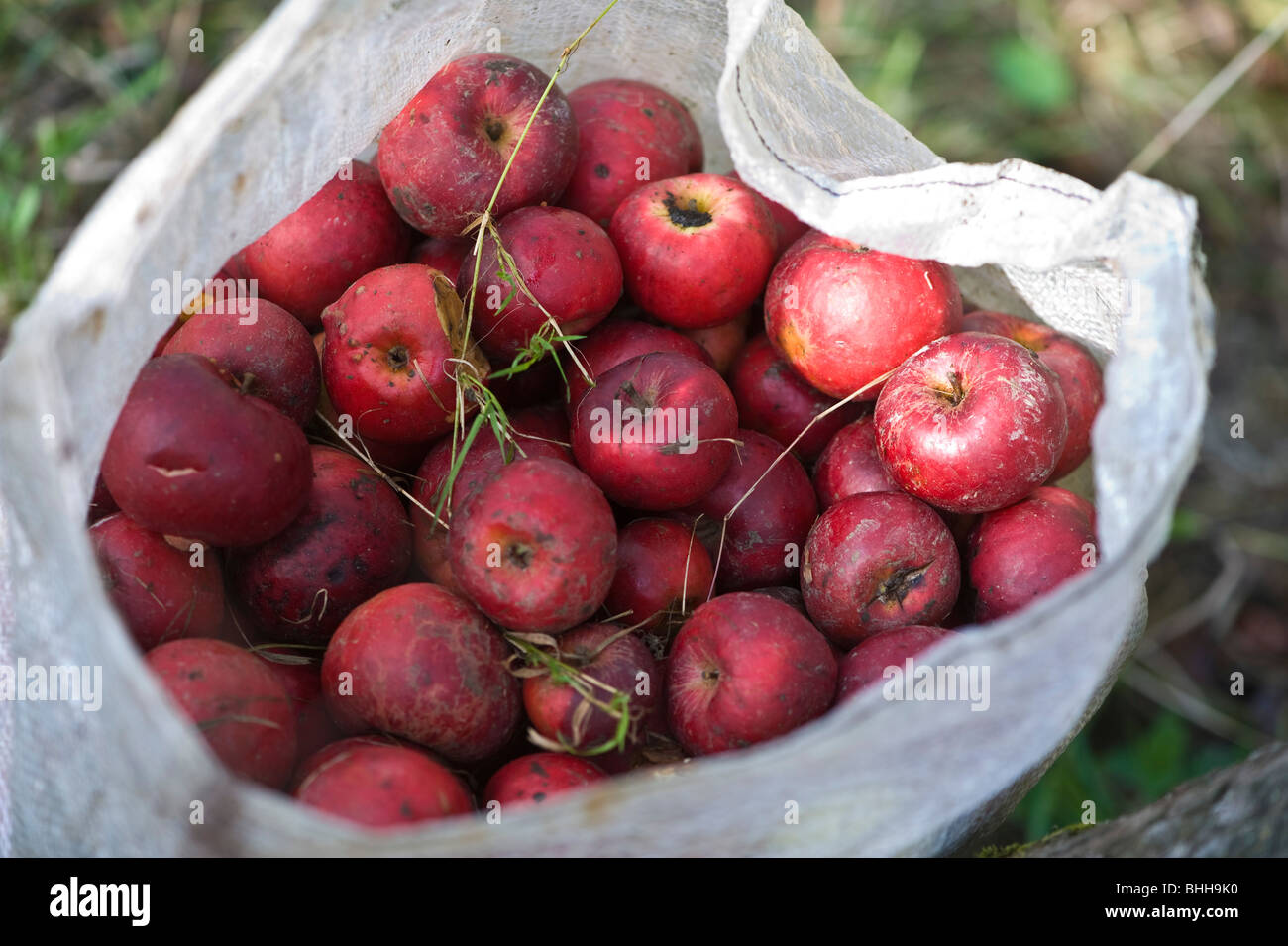 Cider apples in sack at harvest time in orchard of Frank Naish. Glastonbury, Somerset, England. Stock Photo