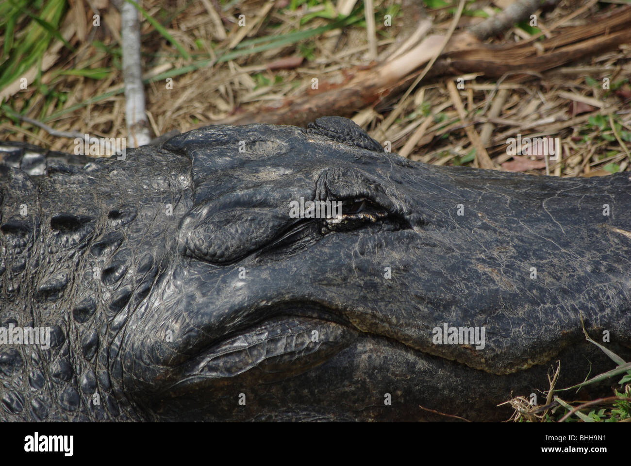 Alligator in the Everglades National Park, Florida, USA Stock Photo