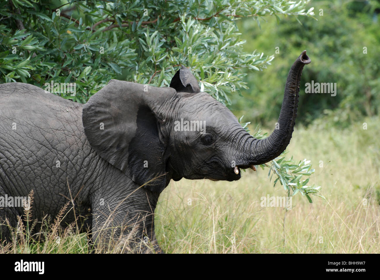 Elephant calf sniffing the breeze and practicing his trumpet Stock Photo